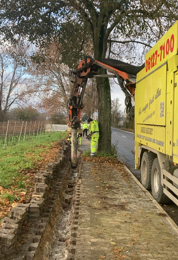 Schonende Bauarbeiten zum Erhalt der Eiche